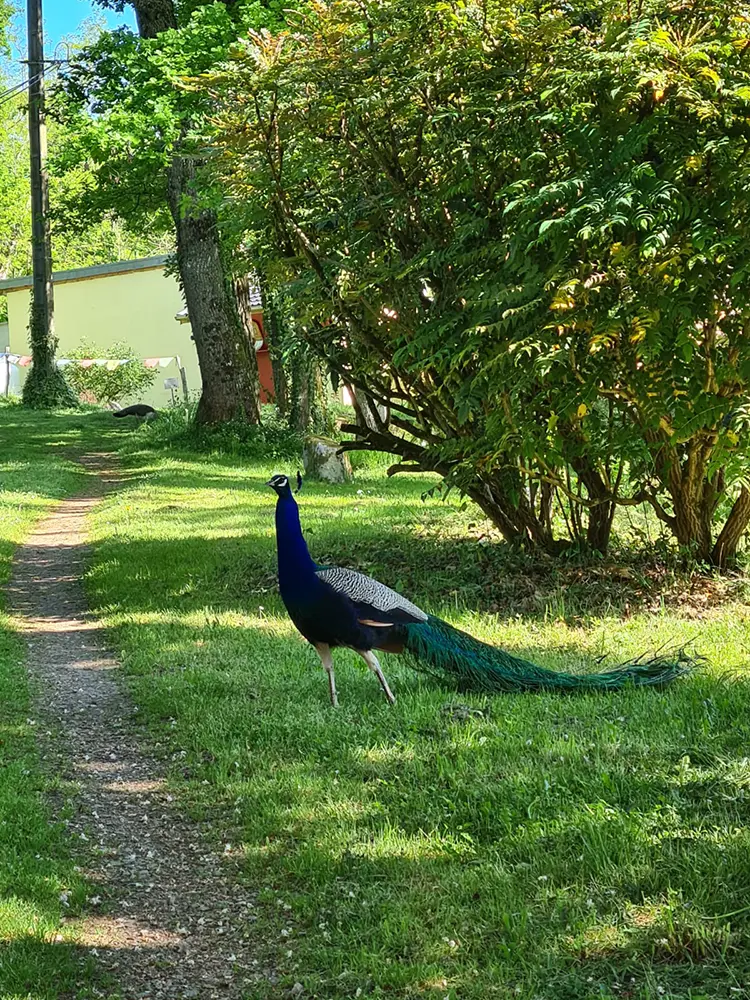 paon-bleu stage yoga meditation bourgogne